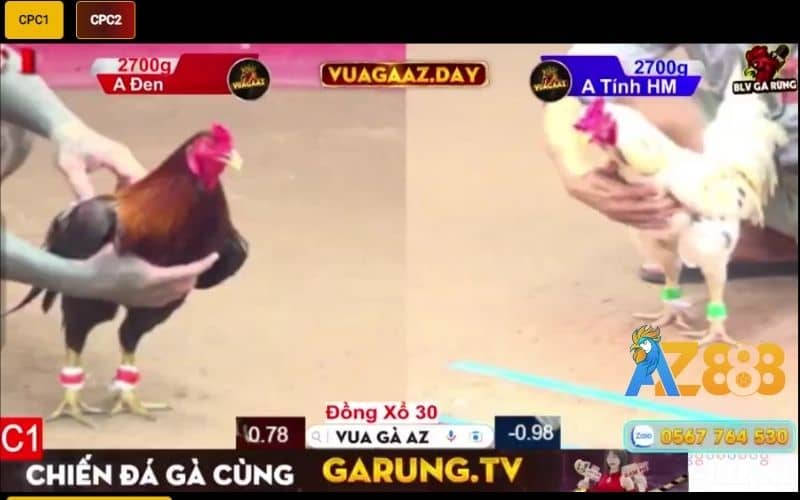 BLV Gà Rừng chuyên bình luận đá gà tại bồ CPC1 và CPC2