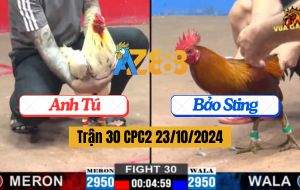 Trận 30 CPC2 Ngày 23/10/2024 Gà Anh Tú Hạ Đẹp Gà Anh Bảo Sting