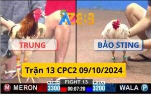 Trận 13 CPC2 09/10/2024 - Gà Bảo Sting Đá Cựa Dày Hạ Gà Anh Trung