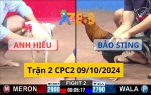 Trận 2 CPC2 09/10/2024 - Gà Que Bảo Sting Hạ Anh Hiếu Mau Lẹ
