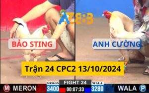 Trận 24 CPC2 13/10/2024 - Bảo Sting Gặp Phải Bướm Cọp Của Anh Cường