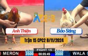 Trận 15 CPC2 Ngày 8/11/2024 - Gà Anh Bảo Sting Dí Bạc Và Cái Kết
