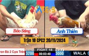 Trận 18 CPC2 20/11/2024 - Gà Anh Bảo Sting Đá Còn Ăn 1 Mà Bay Bồ