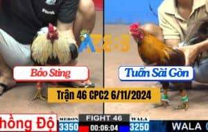 Trận 46 CPC2 Ngày 6/11/2024 - Gà Anh Bảo Sting Chồng Độ Đâm Quá Dã Man