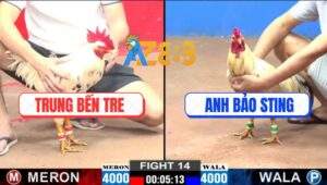 Trận 14 CPC2 5/1/2025 - Bướm Hiệu Anh Bảo Sting Đá 3 Chân Lụm Gạo