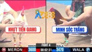 Trận 4 CPC3 4/1/2025 - Bướm Hiệu Anh Nhựt Đá 1 Cước Đối Thủ Chết Tươi