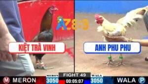 Trận 49 CPC2 5/1/2025 - Gà Bướm Anh Phu Phu Mang Chuông Quên Mang Cựa