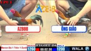 Trận 24 CPC1 24/2/2025 - Gà Xóm Gà AZ Đá Gà Ông Giáo Không Nhấc Được Chân