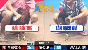 Trận 12 CPC3 26/2/2025 Gà Anh Gấu Siết Tăng 1 Đối Thủ La Làng Bỏ Chạy