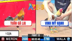 Trận 13 CPC3 28/2/2025 - Gà Anh Tuấn Đá 1 Cựa, Kết Liễu Gà Anh Vinh