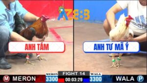 Trận 14 CPC2 28/2/2025 - Bướm Tích Phật Của Anh Tư Mã Ý Đâm Quá Tịch