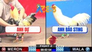 Trận 2 CPC2 7/2/2025 - Mẻ Hiệu Của Idol Bảo Sting Bú Vô Là Có Lúa