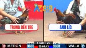 Trận 20 CPC2 14/2/2025 - Quái Kê Máu Chiến, Sơ Sẩy Là Cắn Người