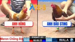 Trận 21 CPC2 7/2/2025 - Gà Anh Bảo Sting Kém 6 Chấm Đâm Như Sam Sít