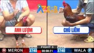 Trận 3 CPC2 23/2/2025 - Điều Cọp Chú Liêm Đâm Không Rớt Chân