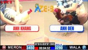 Trận 30 CPC1 8/2/2025 - Gà Anh Duyên Ti Hạ Đẹp Gà Anh Tính GaKing