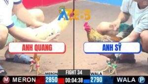 Trận 34 CPC3 24/2/2025 - Bướm 1 Mắt Ra Đòn Độc Kết Liễu Gà Cú