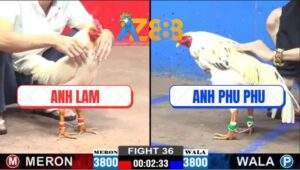 Trận 36 CPC2 7/2/2025 - Gà Bướm Anh Phu Phu Chưa Đá Đã Đi