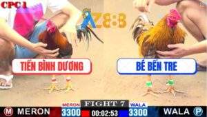 Trận 7 CPC1 25/2/2025 - Gà Khét Anh Bé Hạ Đối Thủ Không Rớt Cọng Lông