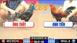 Trận 8 CPC1 15/2/2025 - Linh Kê 9 Móng Của Ông Thầy Đâm Cựa Quá Nghiệt