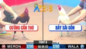 Trận 8 CPC3 25/2/2025 - Gà Anh Bảy Chưa Kịp Nhấc Chân Đã La Làng