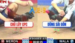 Trận 17 CPC1 22/3/2025 - Bổn Xanh Hiệu Tính Ga King Đâm Cựa Quá Dã Man