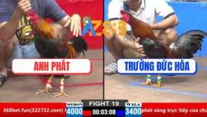 Trận 23 CPC2 26/3/2025 - 1 Con Gà Anh Dự Hạ Sát 2 Con Gà Anh Tân Inox