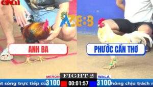 Trận 2 CPC1 29/3/2025 - Gà Anh Ba Đá Gà Bướm Anh Phước Múa Túy Quyền