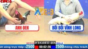 Trận 23 CPC1 20/3/2025 - Gà Bướm Bối Bối Bị Đâm Bỏ Chạy Bung Bồ