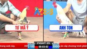 Trận 25 CPC1 21/3/2025 - Gà Chuối Anh Tư Mã Ý Đá Gà Bướm Té Khỏi Sửa