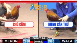 Trận 26 CPC2 5/3/2025 - Gà Anh Hưng Cần Thơ Vô Ẩu Bị Đâm Chết Tươi