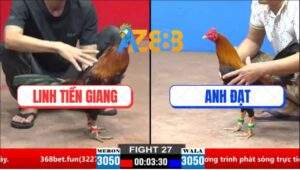 Trận 27 CPC3 28/3/2025 - Gà Điều Anh Linh Đá Như Sét Đánh Sao Sống Nổi