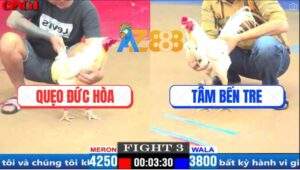 Trận 3 CPC1 18/3/2025 - Gà Anh Tâm Nhỏ Mà Có Võ Đá Bự Dỡ Giò Không Nổi