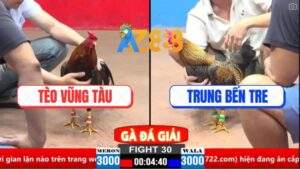Trận 30 CPC2 30/3/2025 - Gà Điều Anh Tèo Đá 3 Chân Mang Xác Gà Cú Ra