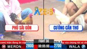 Trận 30 CPC3 27/3/2025 - Gà Cú Anh Phú Dập 2 Chân Lụm Lúa Gà Úa