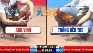 Trận 32 CPC1 21/3/2025 - Gà Điều Anh Thắng Bến Tre Đâm Cựa Bao Thấm