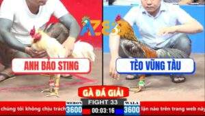 Trận 33 CPC2 30/3/2025 - Gà Xám Đá Bướm Hiệu Bảo Sting Rụng Như Sung