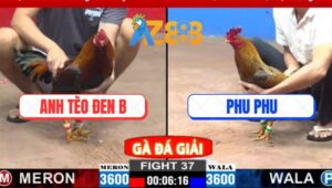 Trận 37 CPC2 2/3/2025 - Gà Anh Phu Phu Lần Đầu Hạ Gà Anh Bảo Sting