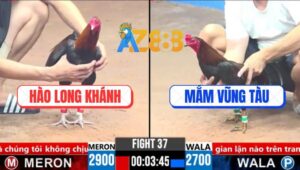 Trận 37 CPC3 14/3/2025 - Gà Anh Hào Long Khánh Đá Gà Anh Mắm Bay Bồ
