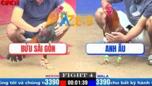 Trận 4 CPC1 29/3/2025 - Gà Xám Anh Âu Quá Khôn Ga Điều Vô Không Nổi