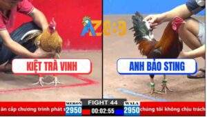 Trận 44 CPC2 30/3/2025 - Gà Điều Anh Bảo Sting Rượt Đá Gà Cú Quanh Sân