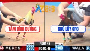 Trận 45 CPC3 3/3/2025 - Gà Anh Tám Đá Chân 1 Gà Chú Lũy Ngã Ngửa