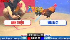 Trận 8 CPC1 20/3/2025 - Gà WALA C1 Có Chân Mai Độ Đâm Anh Thiện Lật Xe