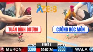 Trận 8 CPC3 3/3/2025 - Gà Anh Tuấn Đâm Lủng Tim Gà Anh Cường