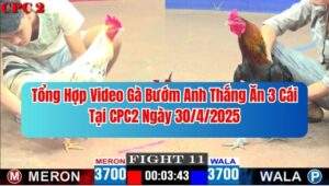 Tổng Hợp Clip Gà Bướm Anh Thắng Ăn 3 Cái Tại C2 Ngày 30/4/2025