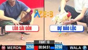 Trận 10 CPC3 22/4/2025 - Gà Anh Lúa Sài Gòn Đụng Anh Dự Bảo Lộc