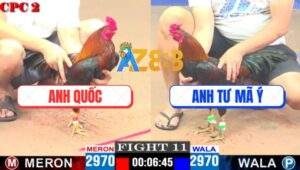 Trận 11 CPC2 16/4/2025 - Gà Que Anh Tư Mã Ý Đá Bay Như Phim Kiếm Hiệp