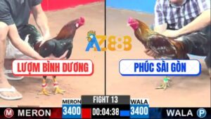 Trận 13 CPC3 12/4/2025 - Gà Xám Anh Phúc Sài Gòn Đá Gà Điều Lật Xe