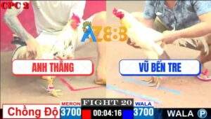 Trận 20 CPC2 30/4/2025 - Gà Bướm Anh Thắng Lên 2 Hạ Sát Đối Thủ