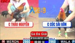 Trận 21 CPC1 10/4/2025 - Chị Thảo Nguyên Gặp Chị Cúc Sài Gòn